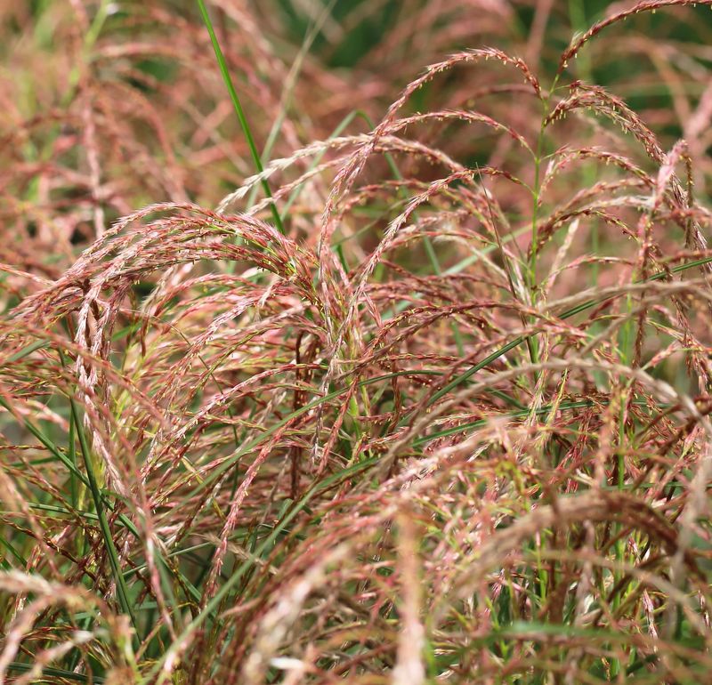 Miscanthus sinensis 'Red Chief'