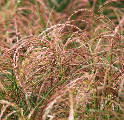 Miscanthus sinensis 'Red Chief'