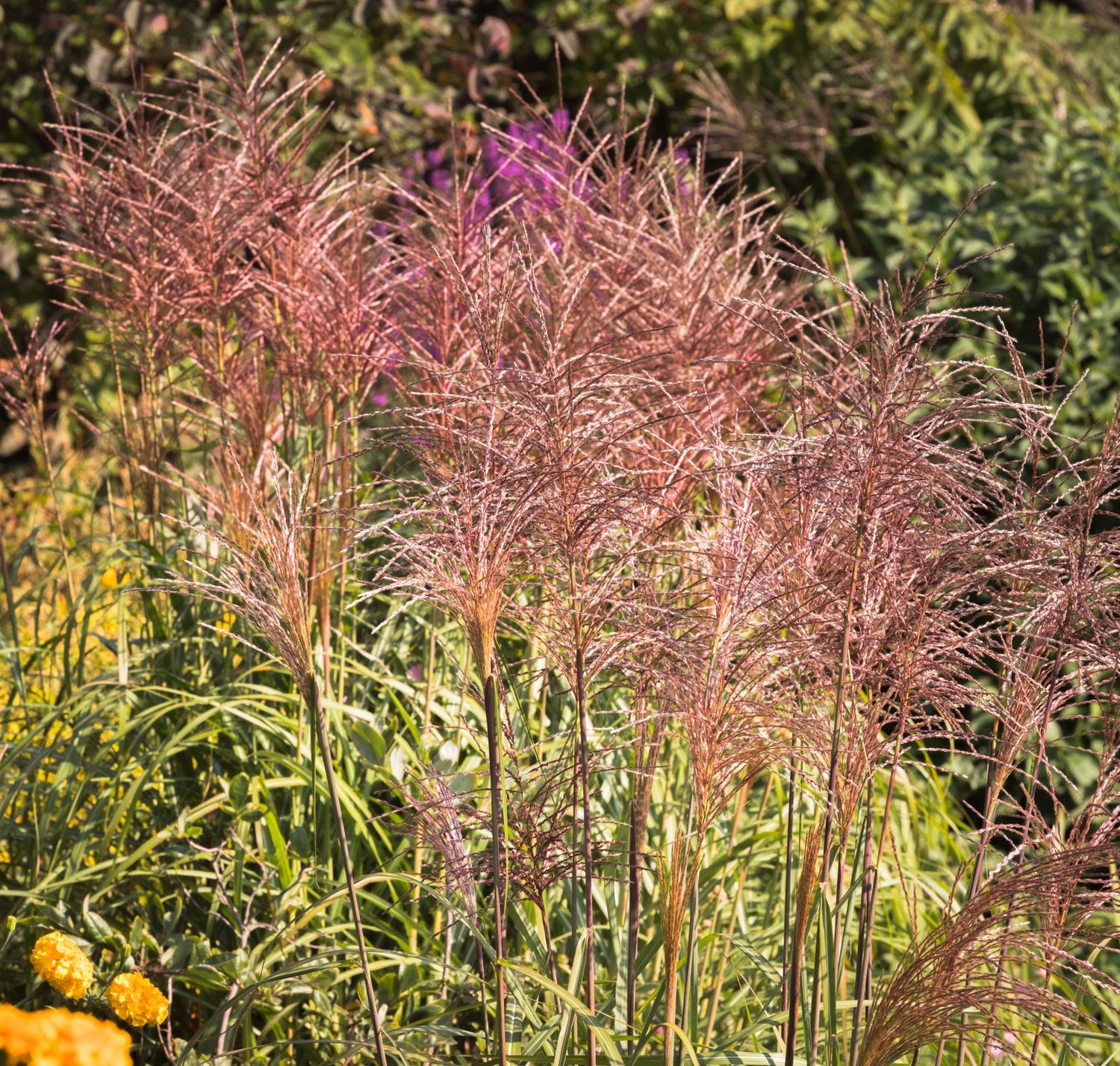 Miscanthus sinensis 'Red Chief'