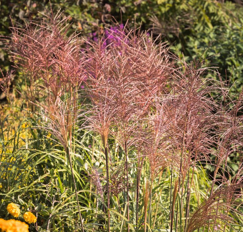 Miscanthus sinensis 'Red Chief'
