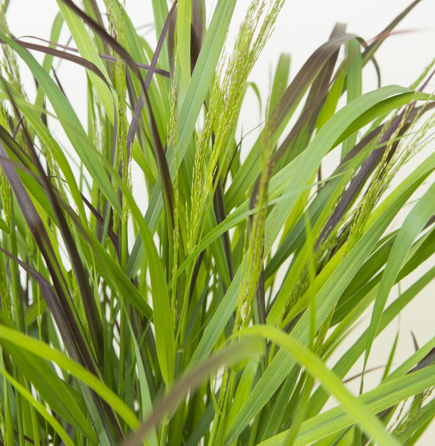 Panicum 'Squaw'