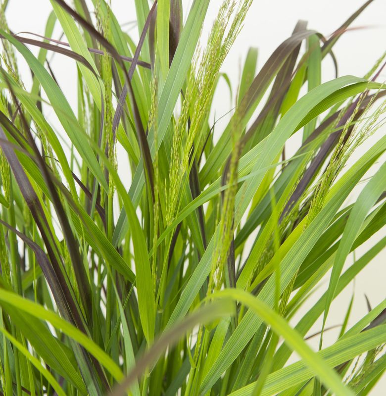 Panicum 'Squaw'