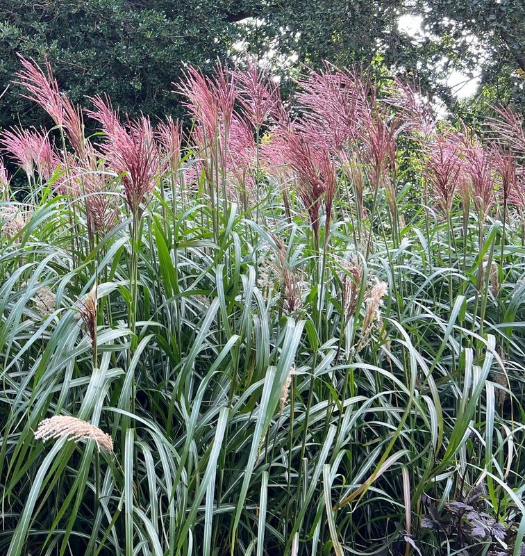 Miscanthus sinensis 'Rotsilber'
