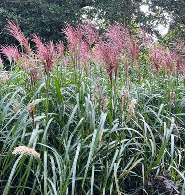 Miscanthus sinensis 'Rotsilber'
