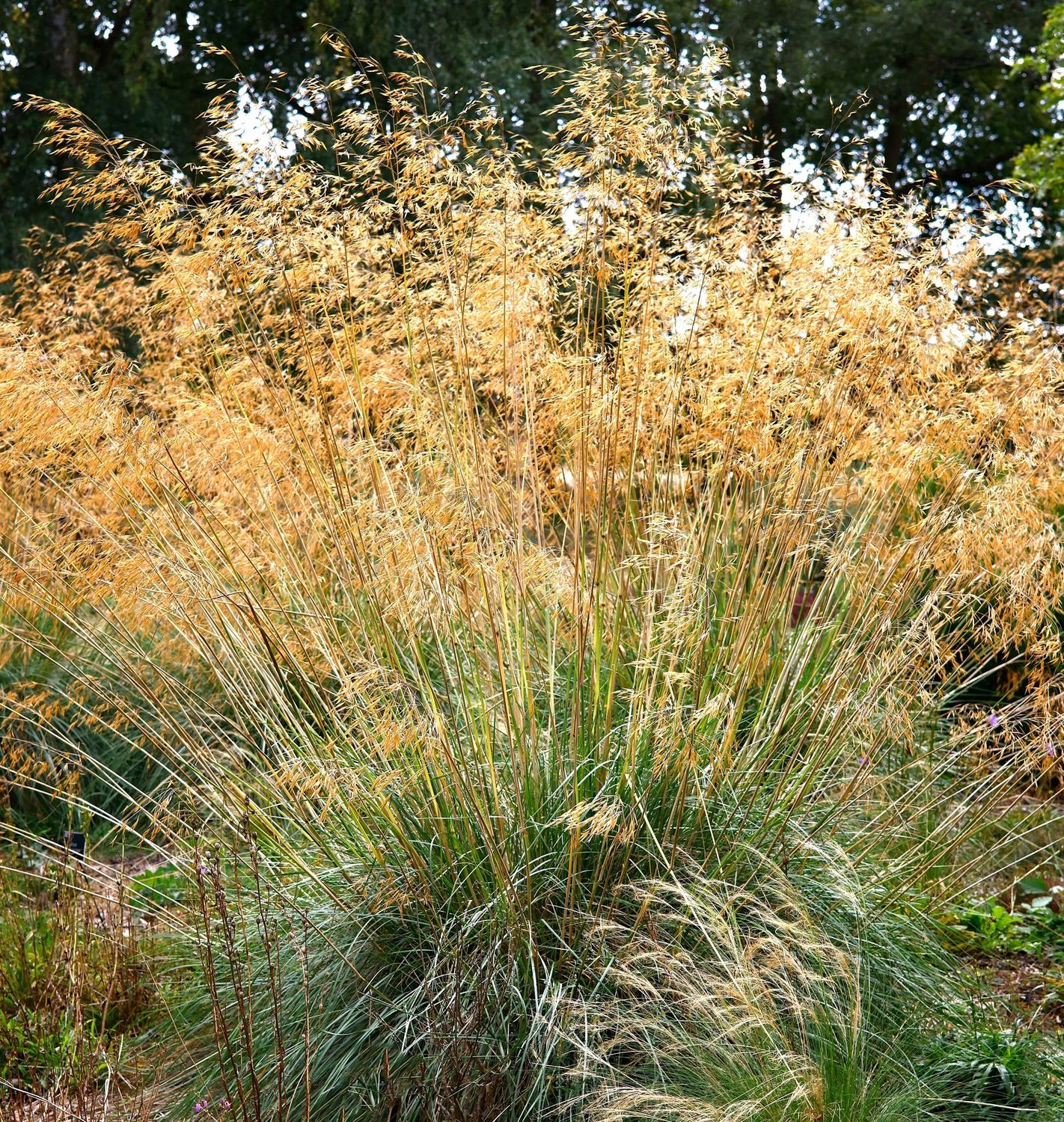 Stipa Gigantea ' Alberich'