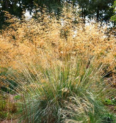 Stipa Gigantea ' Alberich'