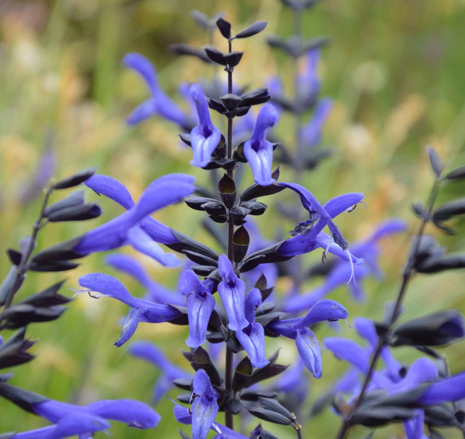 Salvia Rockin 'Blue Suede Shoes' PBR Salvia Rockin 'Blue Suede Shoes' PBR