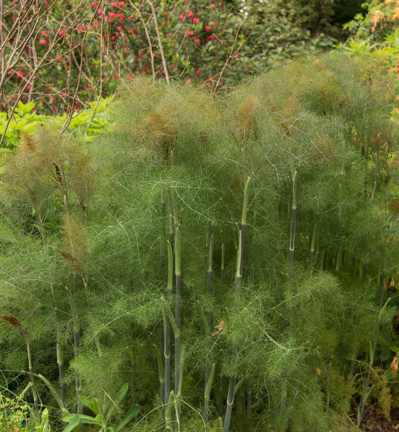 Foeniculum vulgare 'Giant Bronze' Foeniculum vulgare 'Giant Bronze'