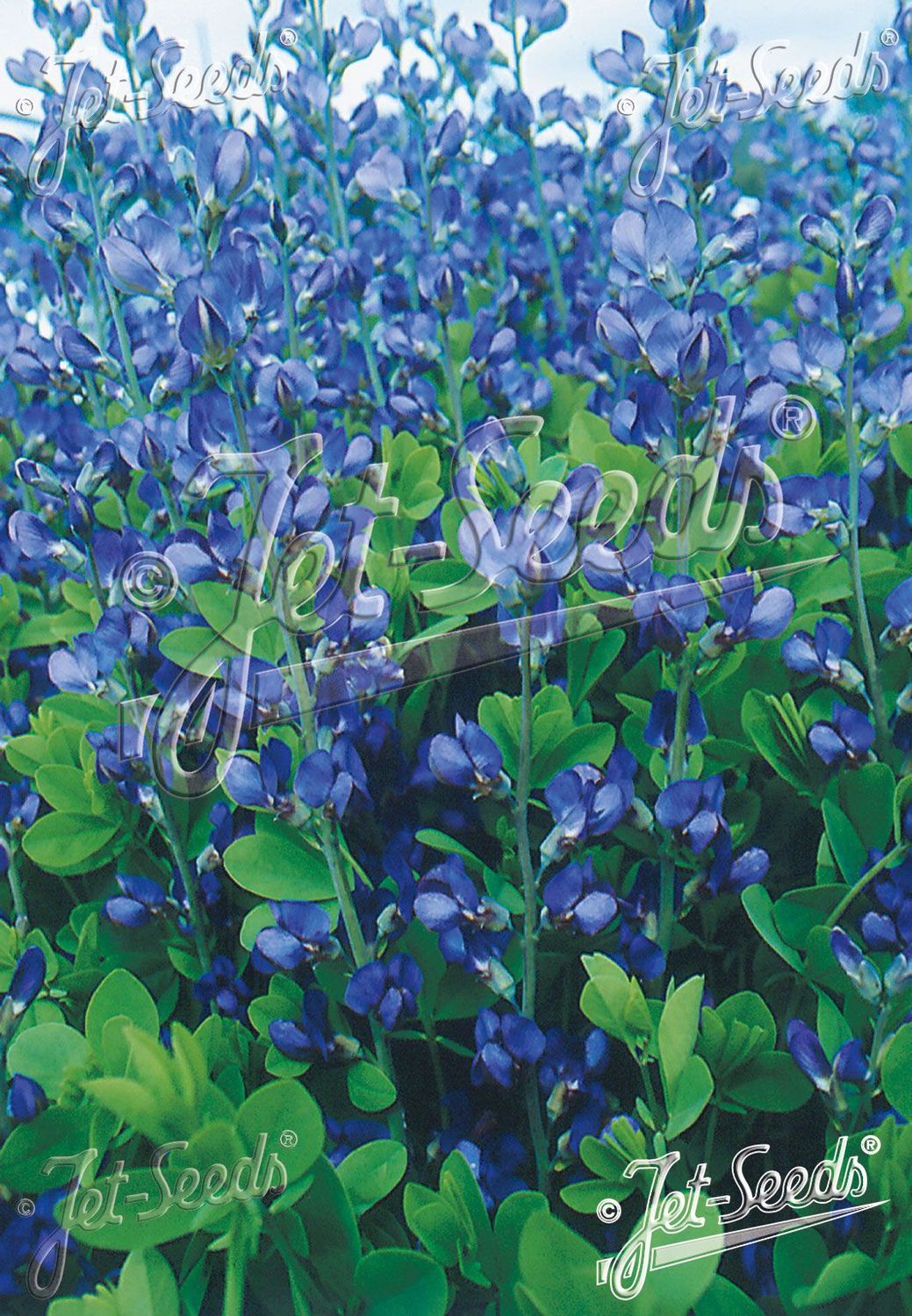 Baptisia australis 'Caspian Blue' Baptisia australis 'Caspian Blue'