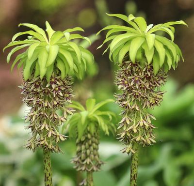 Eucomis Bicolor Eucomis Bicolor
