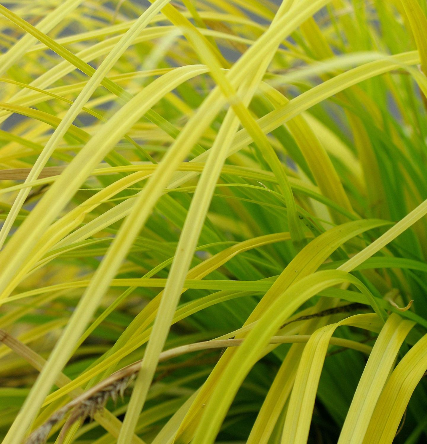 Carex oshimensis 'Everillo' Carex oshimensis 'Everillo'