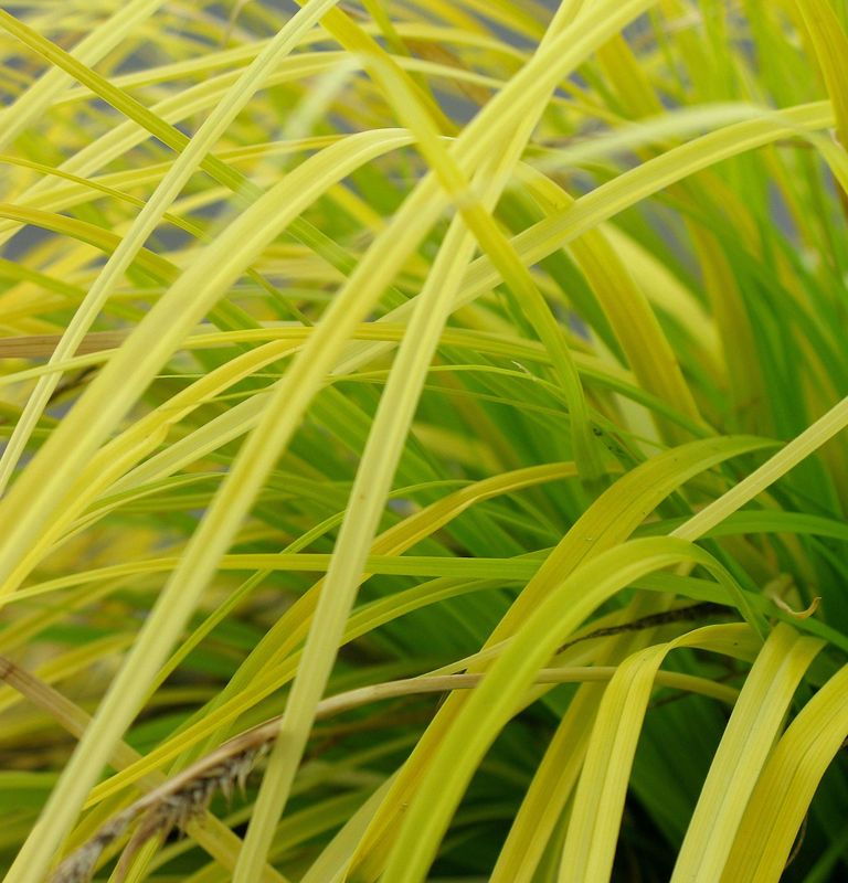 Carex oshimensis 'Everillo' Carex oshimensis 'Everillo'