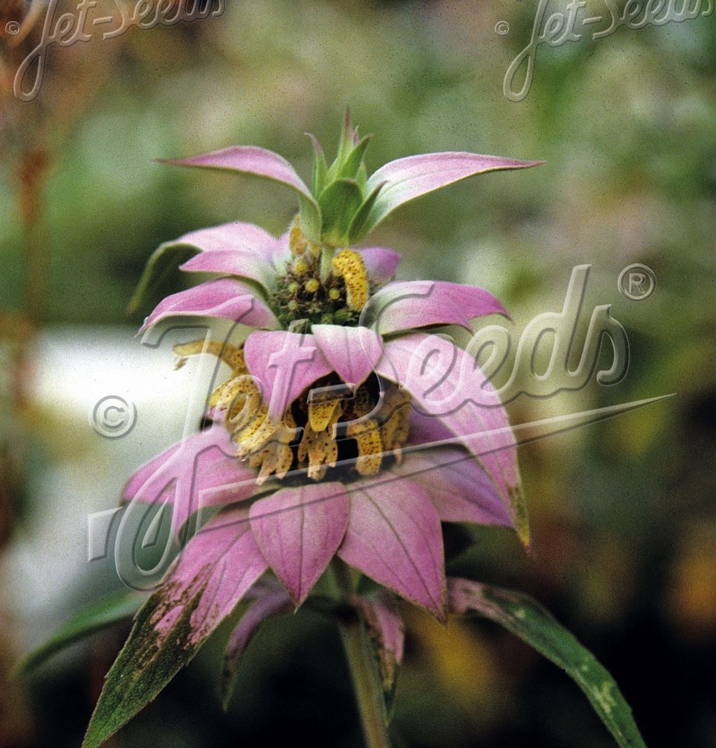 Monarda punctata Monarda punctata