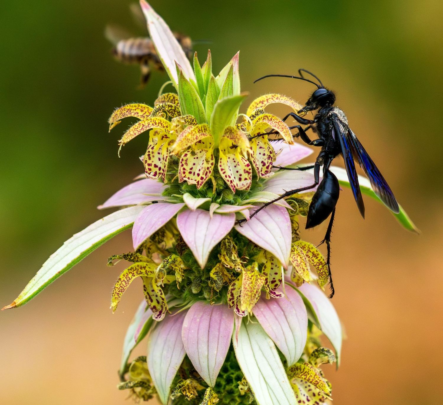 Monarda punctata Monarda punctata