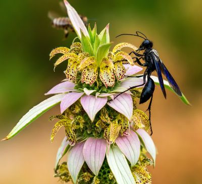 Monarda punctata