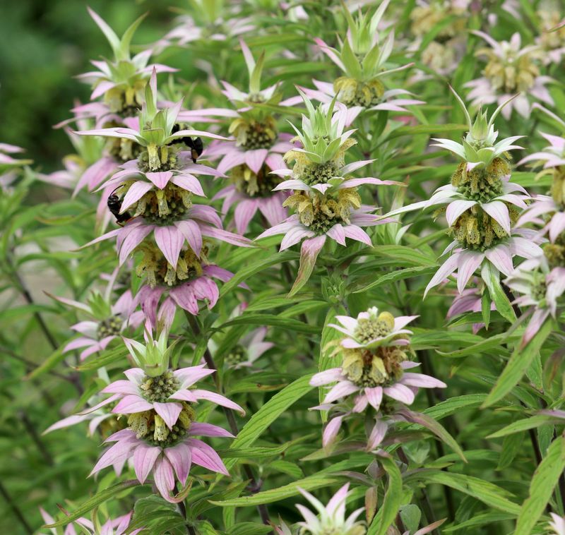 Monarda punctata Monarda punctata