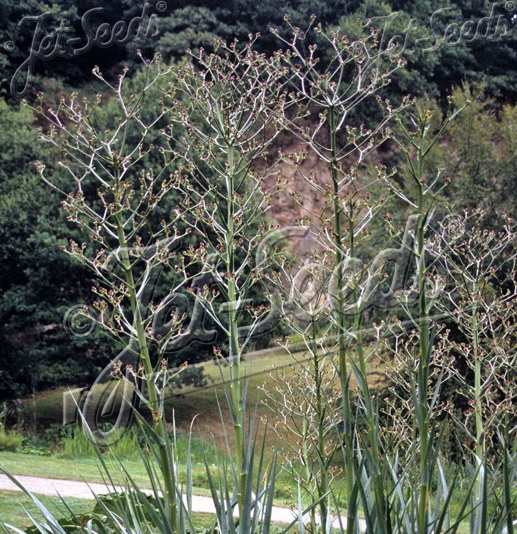 Eryngium paniculatum Eryngium paniculatum