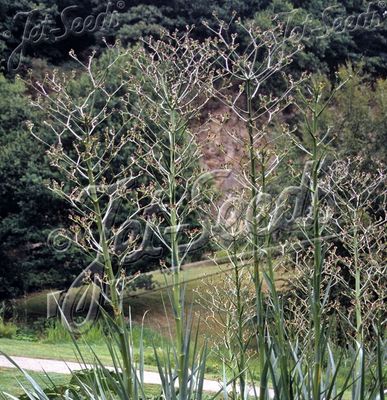 Eryngium paniculatum