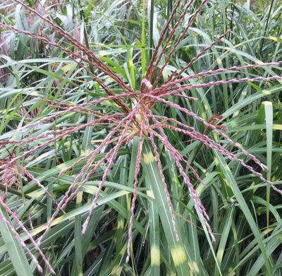Miscanthus sinensis 'Little Zebra' Miscanthus sinensis 'Little Zebra'