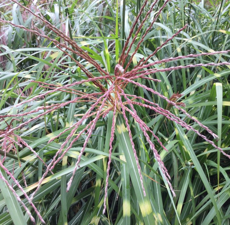 Miscanthus sinensis 'Little Zebra' Miscanthus sinensis 'Little Zebra'