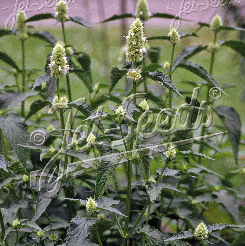 Agastache Nepetoides
