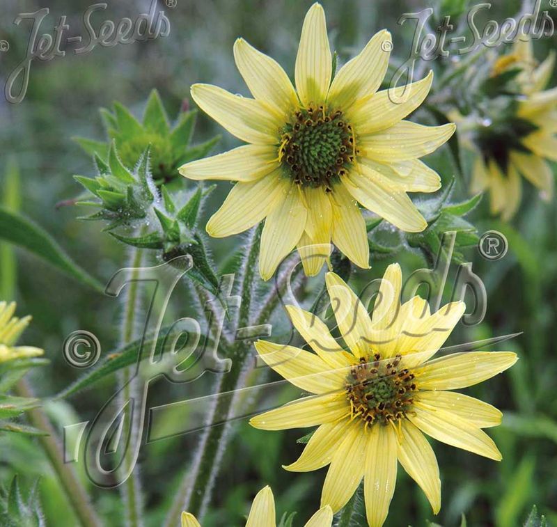 Silphium mohrii