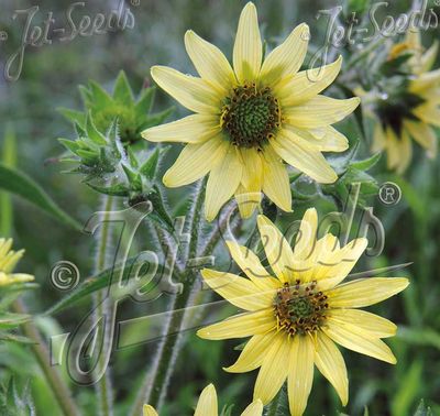 Silphium mohrii Silphium mohrii