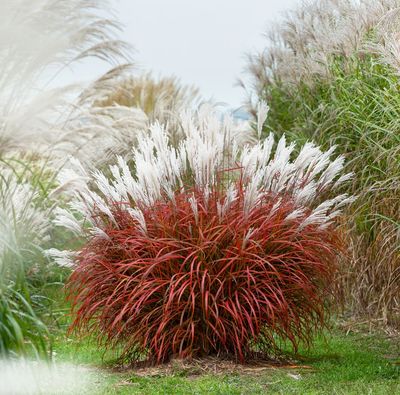 Miscanthus sinensis 'Lady in Red' Miscanthus sinensis 'Lady in Red'
