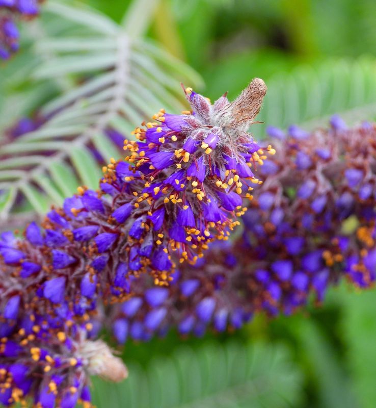 Amorpha canescens Amorpha canescens