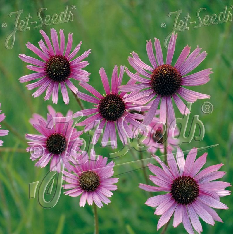 Echinacea tennesseensis 'Rocky Top' Echinacea tennesseensis 'Rocky Top'
