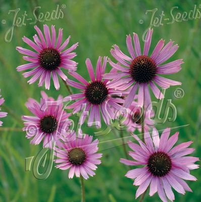Echinacea tennesseensis 'Rocky Top' Echinacea tennesseensis 'Rocky Top'