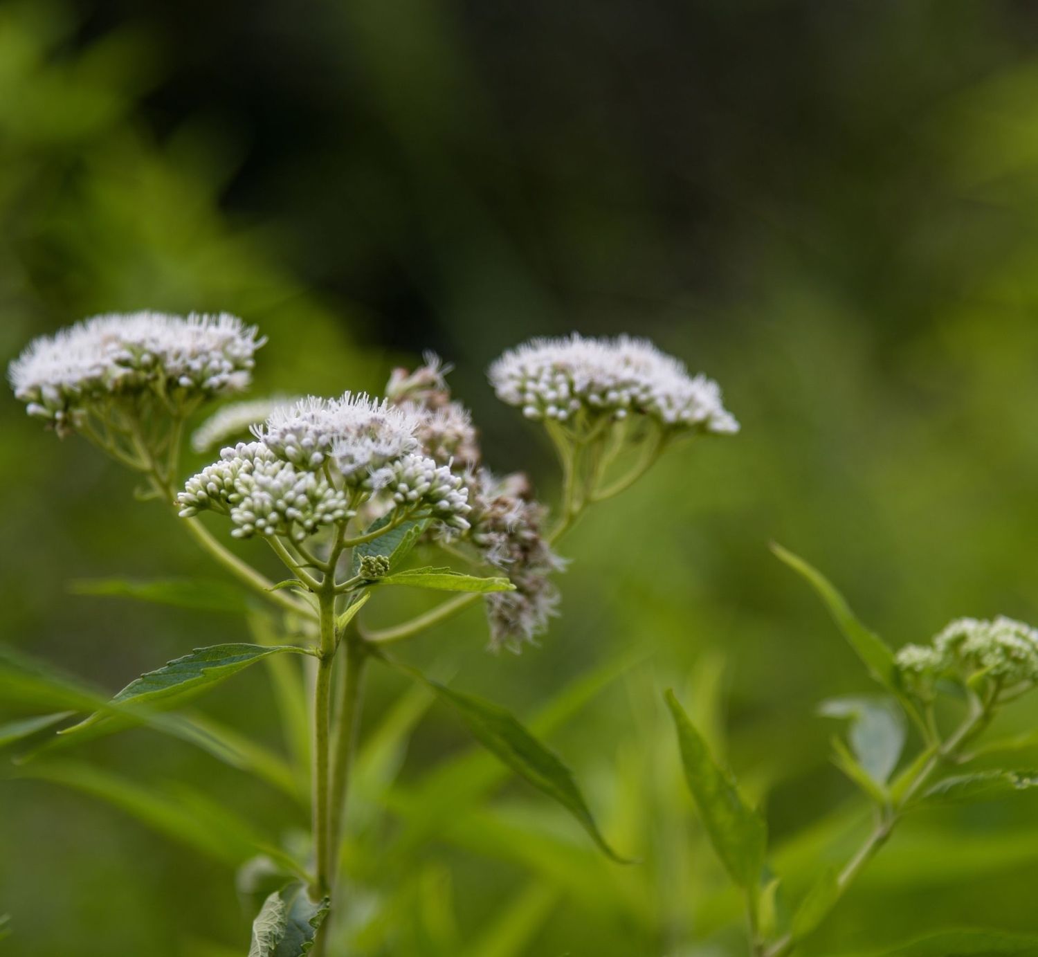 Patrinia villosa Patrinia villosa