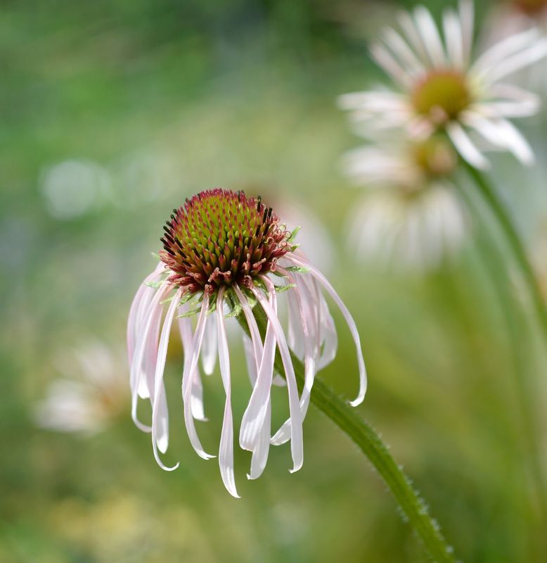 Echinacea pallida 'Hula Dancer' Echinacea pallida 'Hula Dancer'