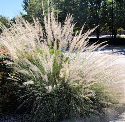 Muhlenbergia lindheimeri
