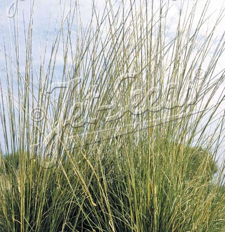 Muhlenbergia rigens