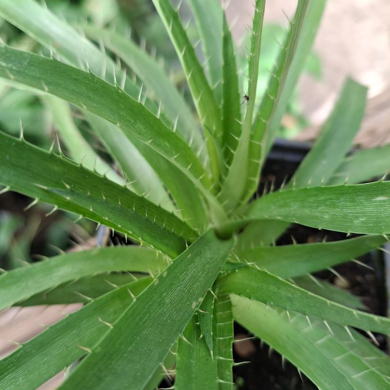 Eryngium eburneum Eryngium eburneum