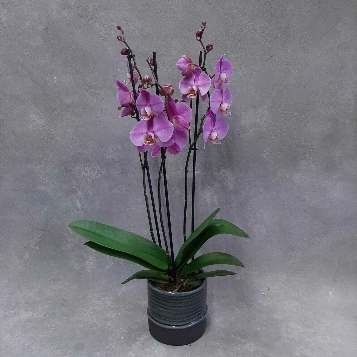 Orkidea valitsemasai värisenä