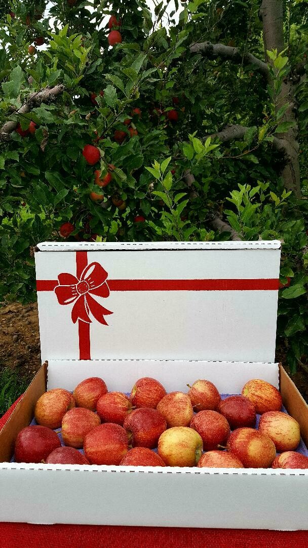 Gala Apple Gift Box - 20 count Gala Apple Gift Box - 20 count