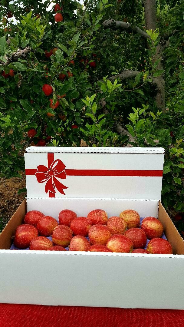 Apple Gift Box - 40 count Apple Gift Box - 40 count