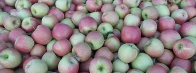 Apples - Bushel