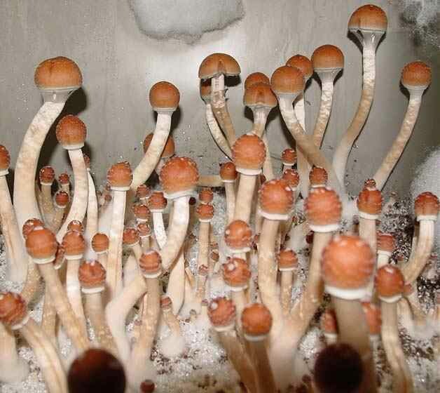 B + Mushroom Syringes