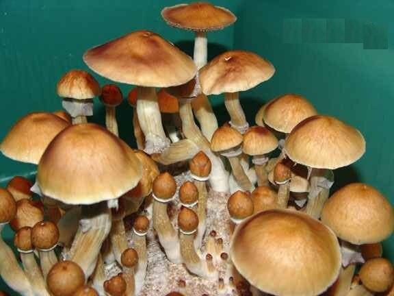 Cambodia Mushroom Syringe
