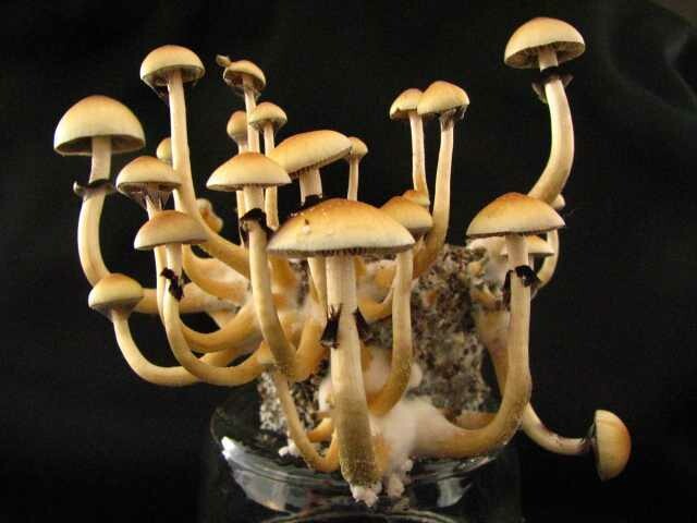 Mazapatec Mushroom  Syringes