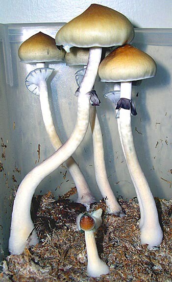 Ecuador Mushroom Syringes
