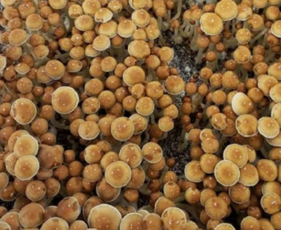Menace Mushroom Spores