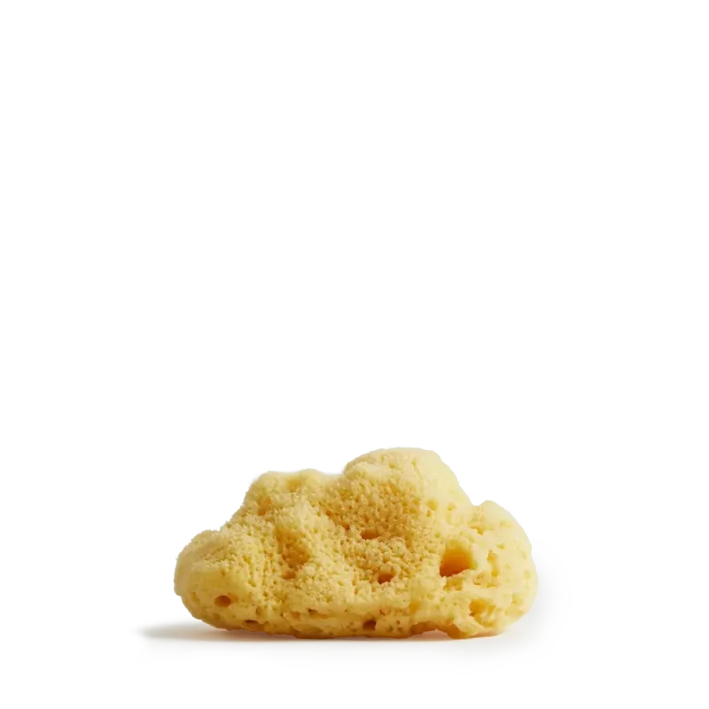 Meeresschwamm Large , Maße: 8-10 cm Meeresschwamm Large , Maße: 8-10 cm