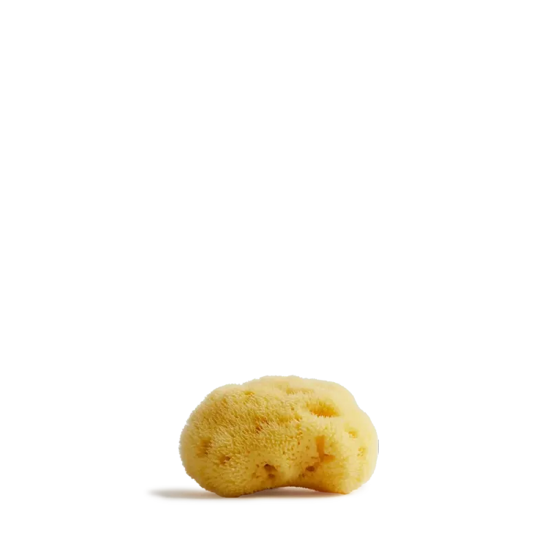 Meeresschwamm klein, Maße: 5-7 cm Meeresschwamm klein, Maße: 5-7 cm