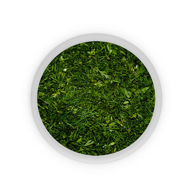 CILANTRO