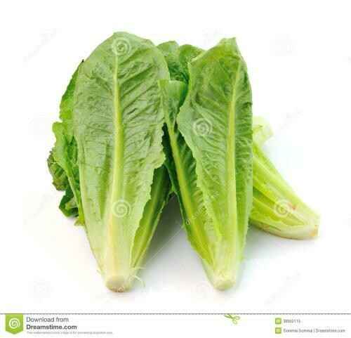 唐生菜 Romaine Lettuce
 0.5kg