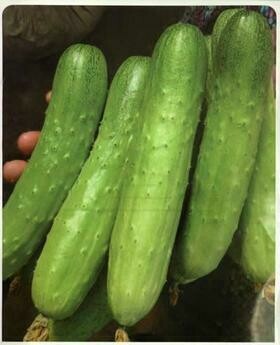 黄瓜 Pepino 
1kg
